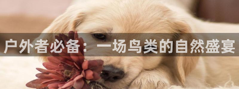 新宝GG用哪个网址登录